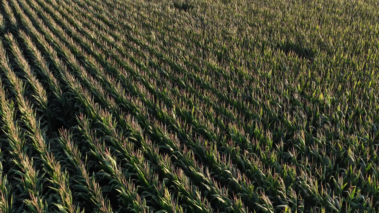 Cornfield travel with drone on a windy day