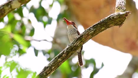 a tree kingfisher and one of the most beautiful birds found in thailand within tropical rain-forests