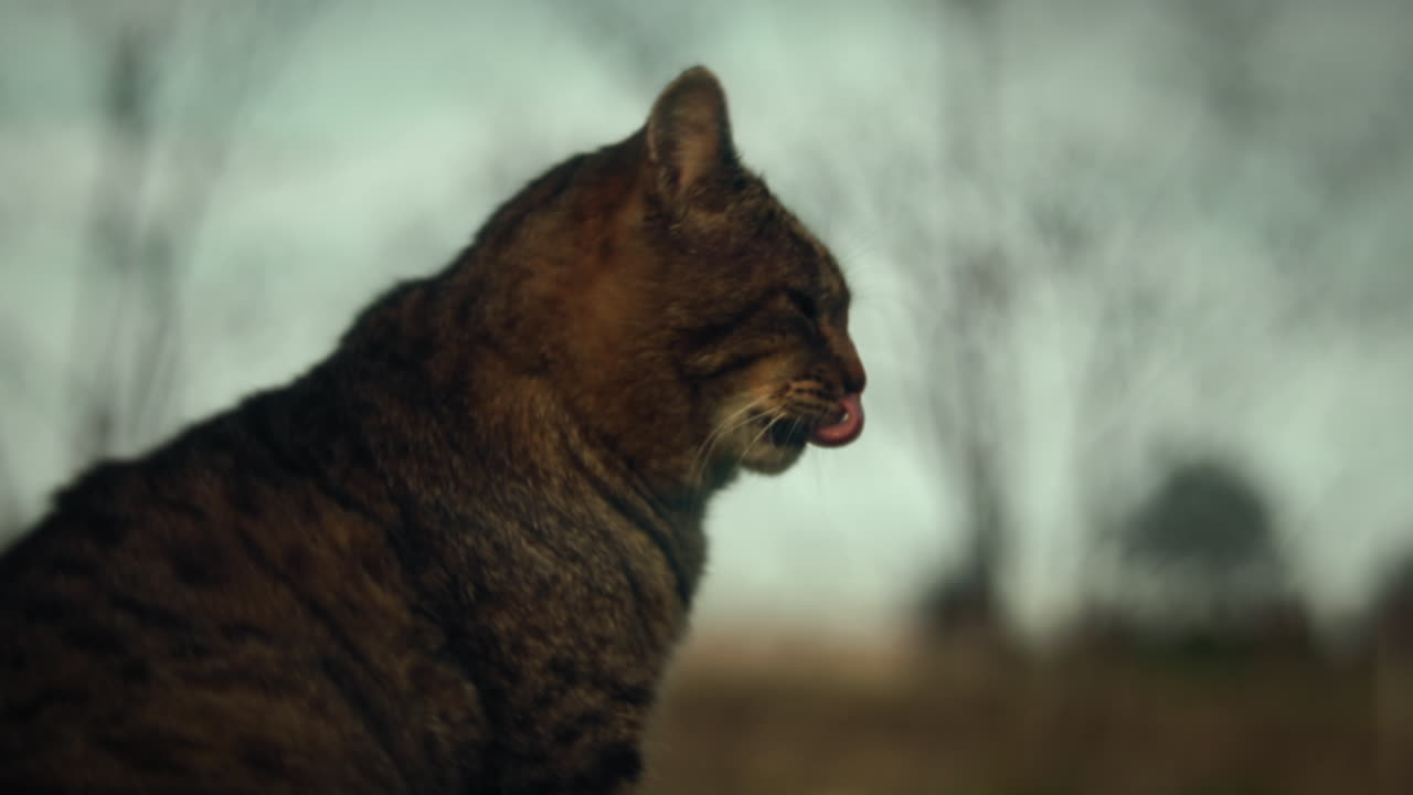 gato de pelo corto europeo observando y bañándose en un refugio de animales