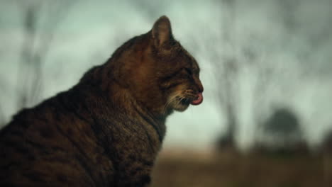 european shorthair cat observing and bathing in animal shelter