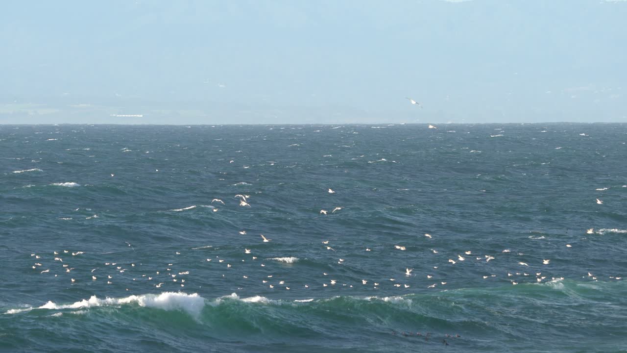 몬테레이 베이 야생 동물