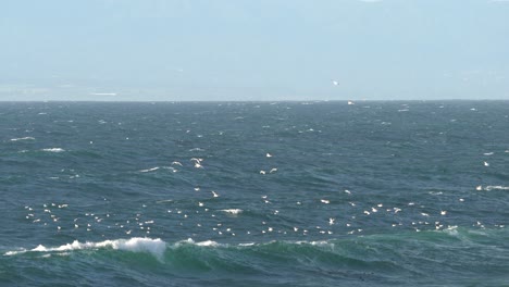 fauna de la bahía de monterey