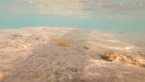 footage of an underwater current in a shallow waters with light playing and grass swaying