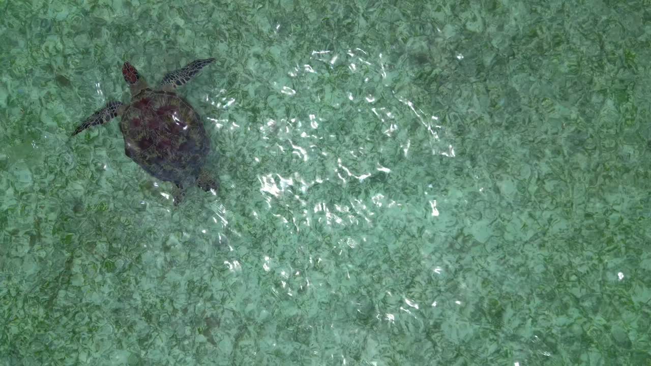 Sea turtle swimming near surface of clear turquoise ocean water, taking a breath with head breaking water. Wildlife and marine life concept. Best aerial view drone camera pointing down