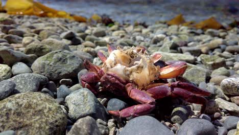 a fly on the corpse of a crab on a beach during the summer in canada. victoria bc