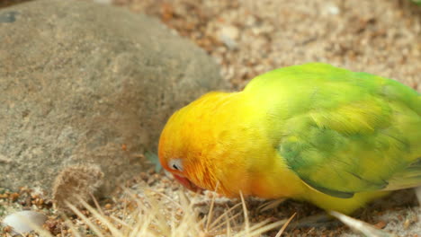 Lutino-Fischer's-Lovebird-With-Yellow-Orange-Plumage-Forages-Seeds-on-the-Ground-in-a-Wild