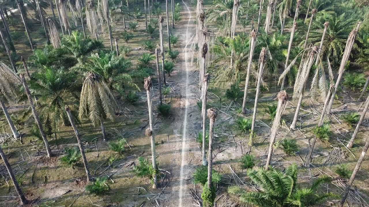мертвое голое масличное пальмовое дерево.