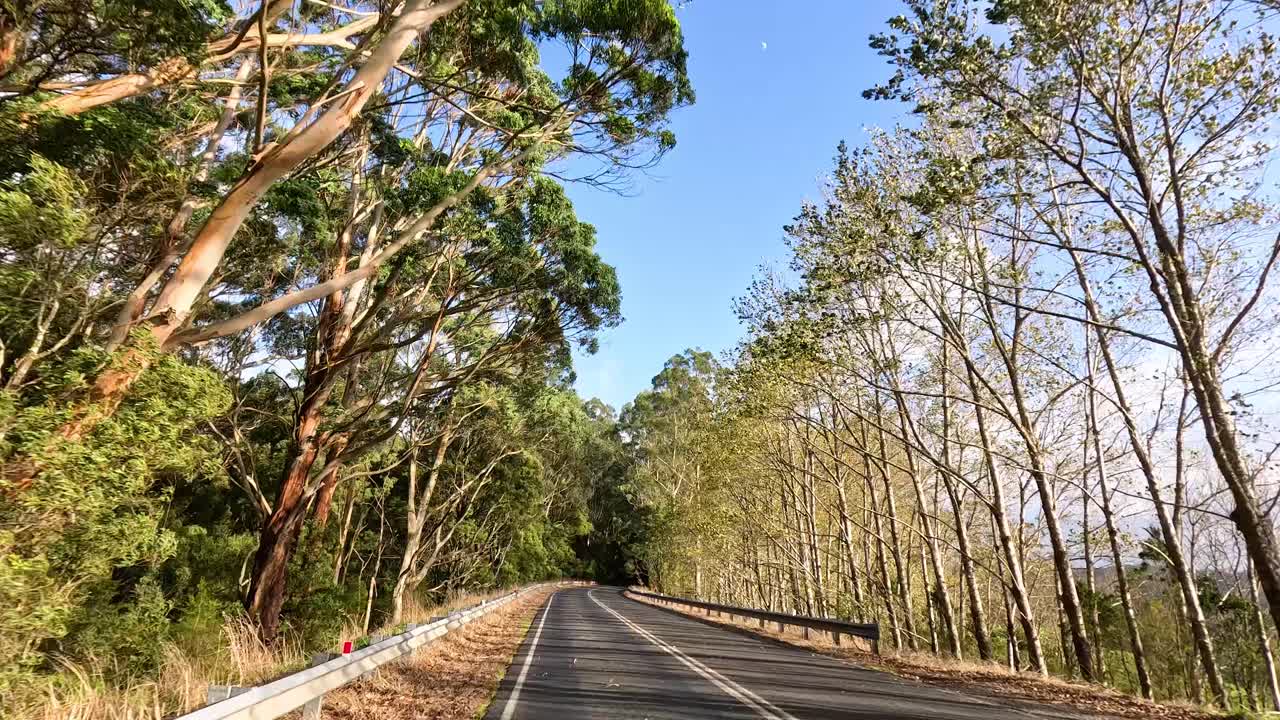 un viaje pacífico a través de un paisaje de bosque exuberante