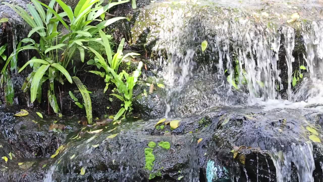 Vibrant green plants thrive beside a gentle waterfall, creating a serene and refreshing natural scene.