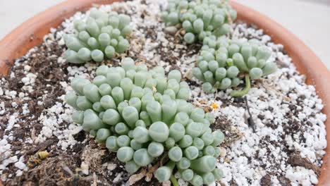 large pot of fenestraria aurantiaca, or baby's toes succulent