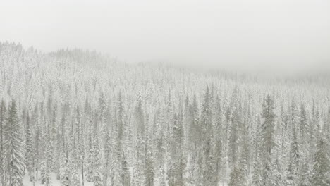 Aerial-shot-over-pine-trees-covered-in-thick-snow