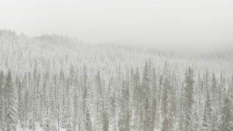 aerial shot over pine trees covered in thick snow