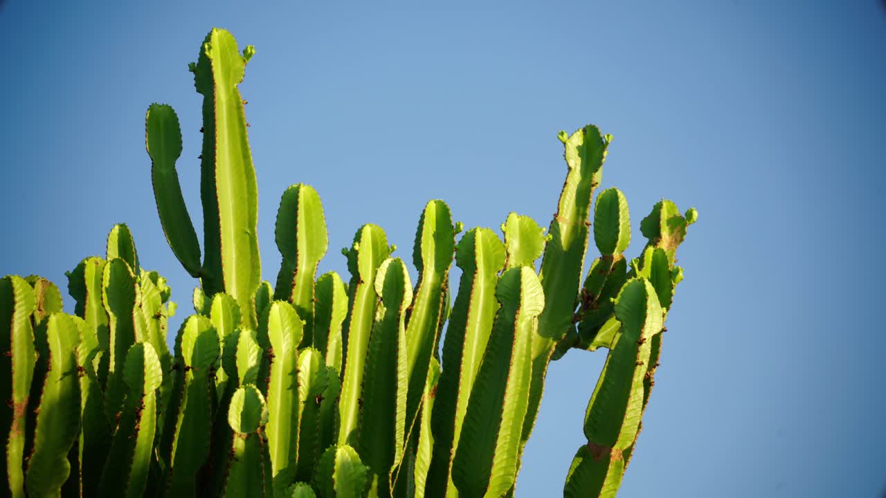 Native Succulent Canary Island Spurge. Close-up Shot