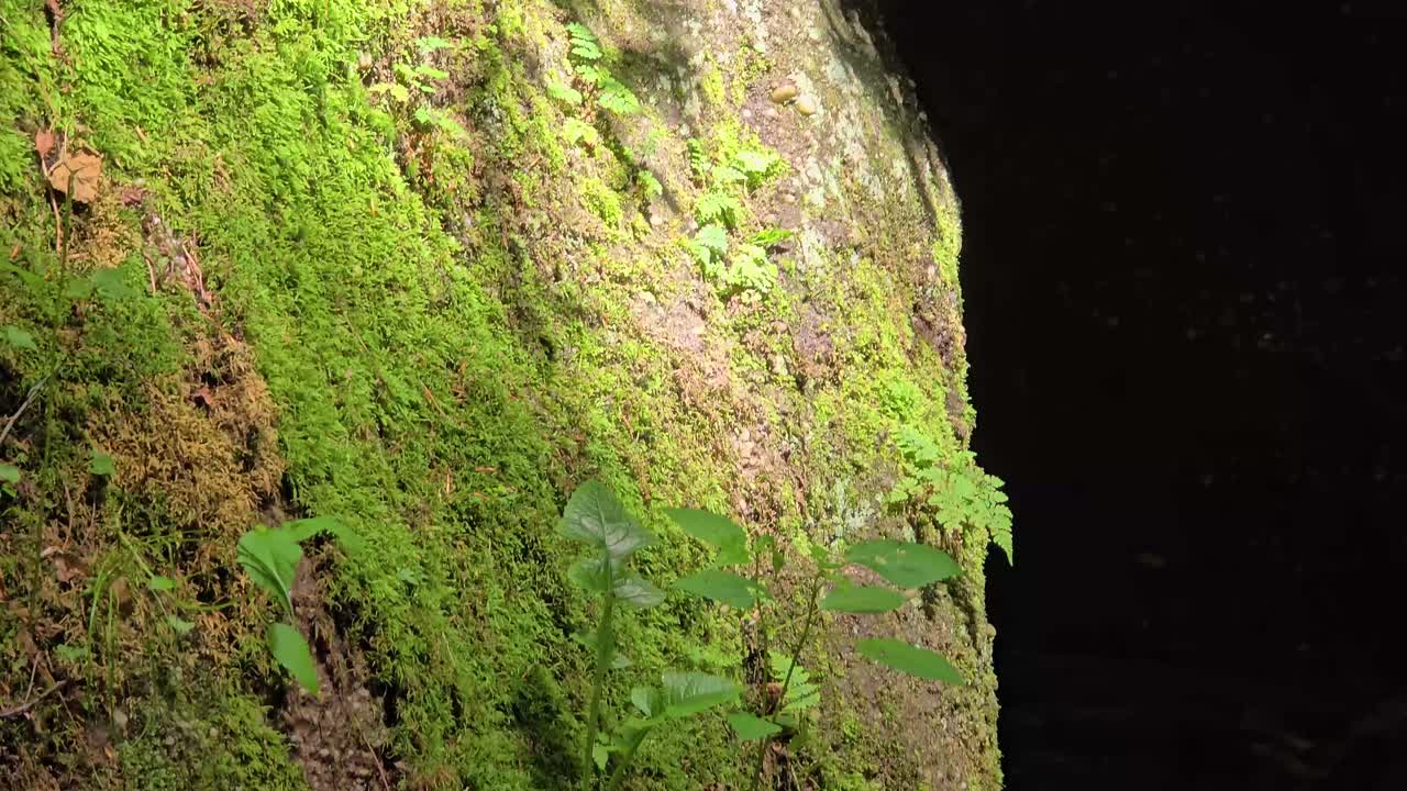 un primer plano de musgo verde vibrante que cubre la superficie de una roca en un bosque sombreado