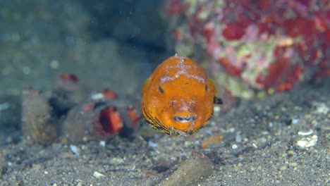 small rounded fish. close-up view