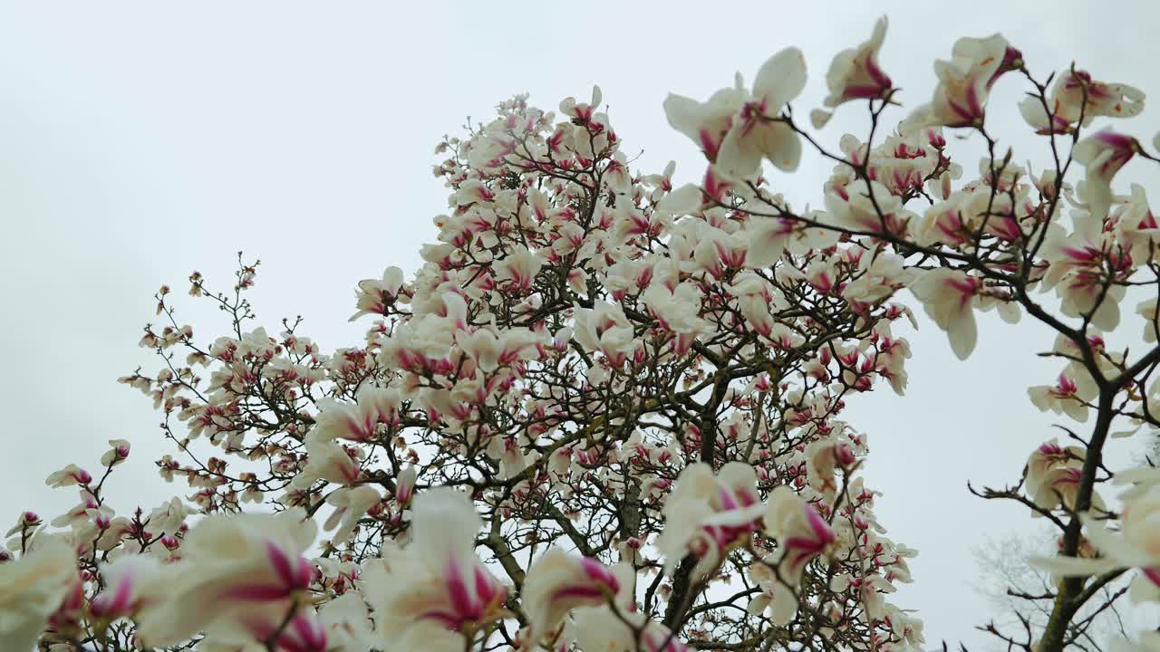 Soft white pink Chinese magnolia cylindrica flowers bloom in cloudy spring light