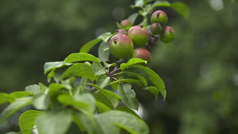 Actividad-De-Jardinería-Desde-Macetas,-Cuidado-De-árboles-Jóvenes-Y-Cuidado-General-De-Las-Plantas