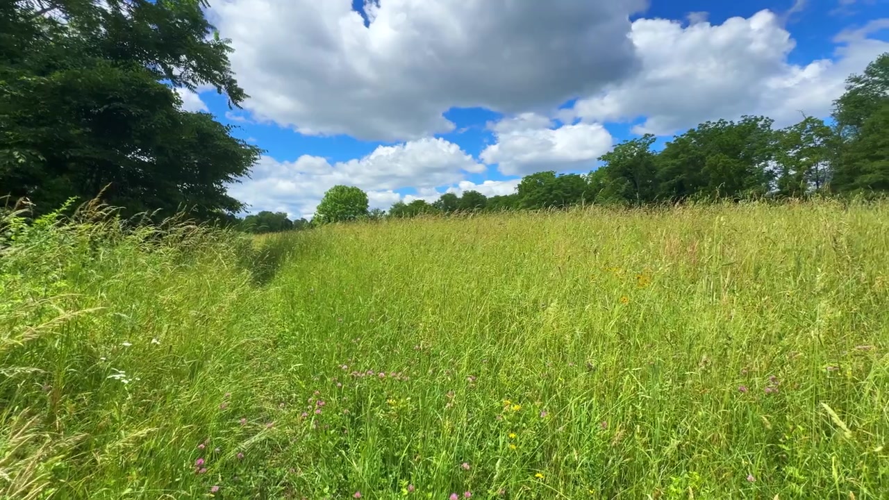Grama verde alta move-se com a brisa de verão em um prado de montanha dos Apalaches sob um céu azul brilhante com grandes nuvens.