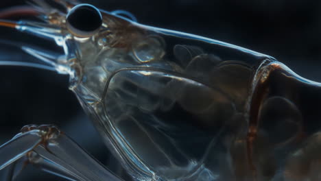 close-up of a transparent aquatic creature