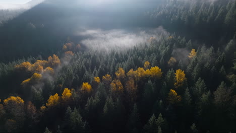 Yellow-birch-trees-surrounded-by-conifers-and-fog,-high-angle-overview-of-PNW-forested-landscape