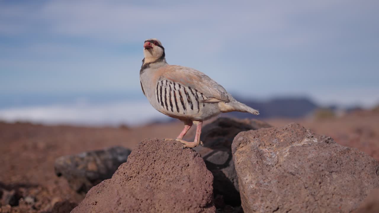 vista de perfil de primer plano de la perdiz chukar alectoris chukar de pie en las rocas