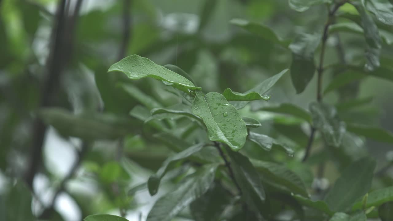 en la temporada de lluvias, el este de la india recibe fuertes lluvias durante la temporada de lluvias