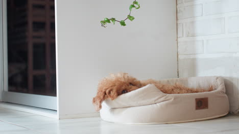 fluffy brown puppy rests in soft pet bed beneath hanging flower branch in calm indoor corner with white brick wall and reflective glass door as it slowly rises and walks away