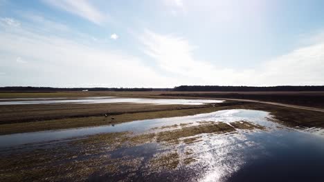 two common cranes starting, taking off from rural agricultural field for migration flight, water puddles in the field, sunny spring day, wide angle drone shot moving forward slow