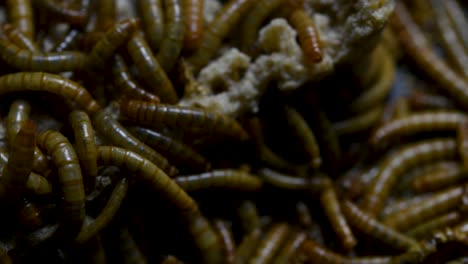 the mealworm is a species of darkling beetle used to feed pets like fish, snakes, birds, and frogs