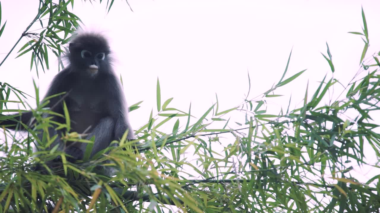 una familia de mono de hoja plateada o lutung plateado en una vida silvestre