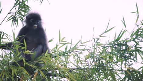 Una-Familia-De-Monos-De-Hoja-Plateada-O-Lutung-Plateado-En-La-Vida-Silvestre