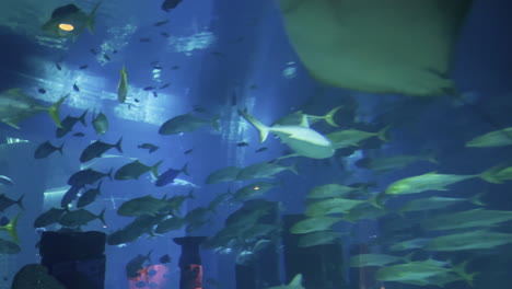 a shark passing through a shoal of fish inside of a aquarium