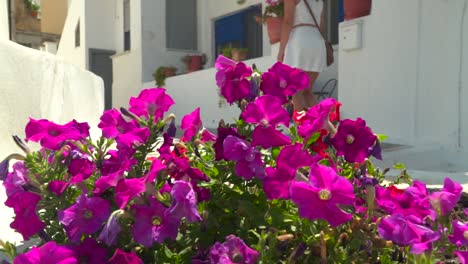 Deslizador-En-Movimiento-Hacia-La-Izquierda-Sobre-Vibrantes-Flores-Violetas-Con-Una-Chica-Con-Vestido-Blanco-De-Verano-Caminando-Al-Fondo-En-Un-Típico-Callejón-Griego