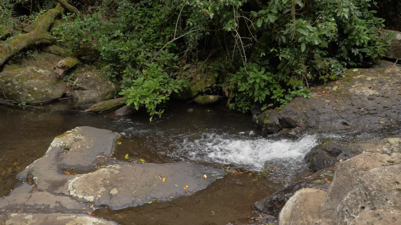 pequeña cascada con agua limpia que fluye en el bosque de montaña de lamington - costa de oro, qld, australia