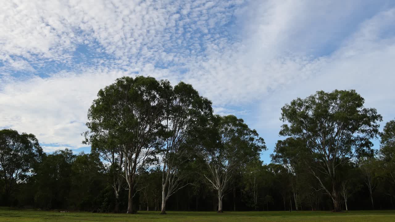 조용한 숲 위를 이동하는 구름의 타임스