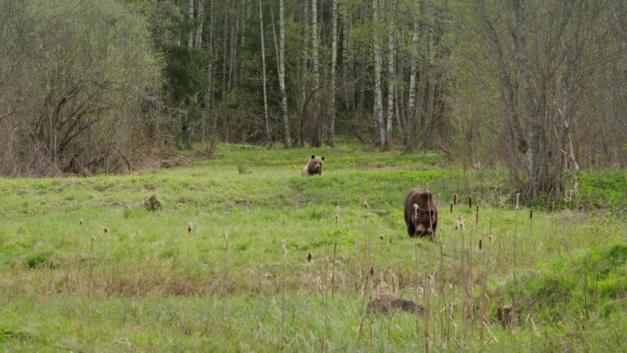 Orsi bruni eurasiatici si avvicinano alla telecamera al rallentatore attraverso un prato erboso nel bosco in Estonia. Due ursidi selvatici che camminano insieme, habitat boschivo primaverile, comportamento naturale.