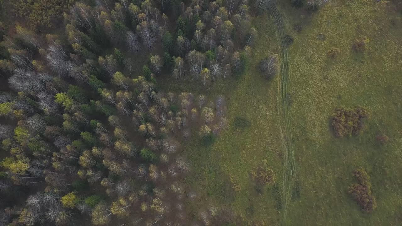 paisaje forestal de otoño desde arriba