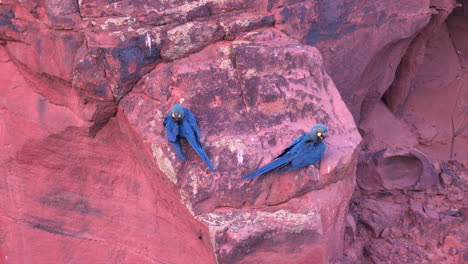 Lear's-Indigo-Macaw-parrot-on-sandstone-breeding-cliff-tropical-Bahia-Brazil-alt-angle