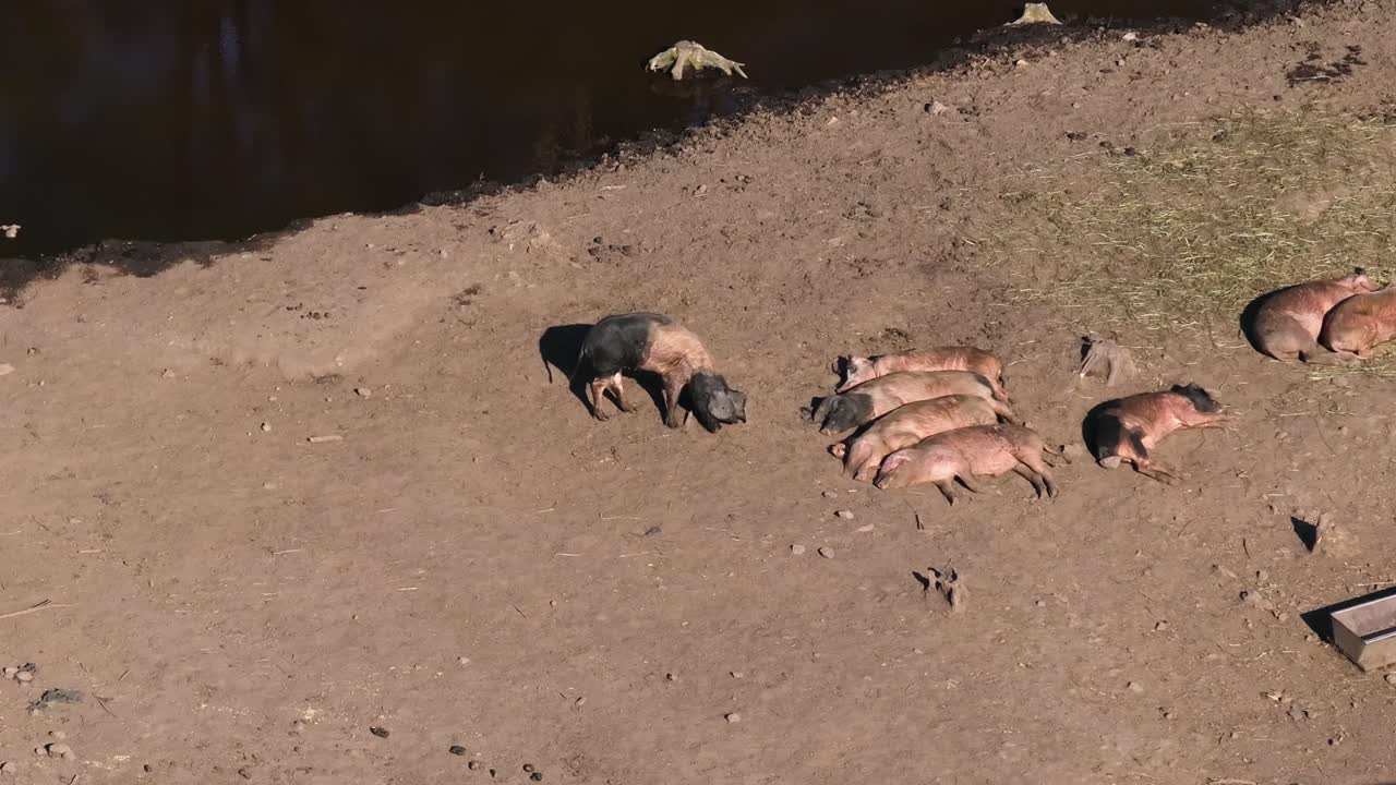Vista aerea di maiali in un allevamento di suini - Ripresa con drone
