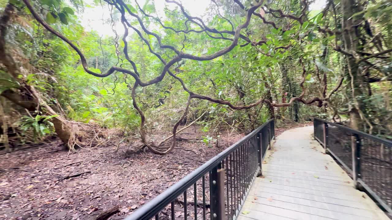 Point-of-view walk on rainforest boardwalk, passing dense vines, lush greenery, and filtered daylight