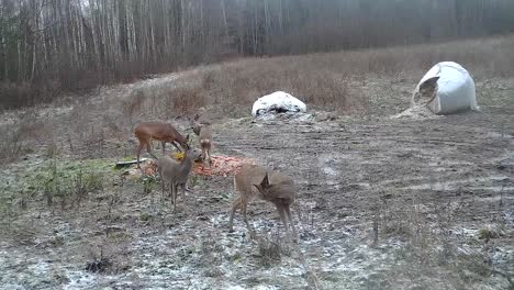 A-pack-of-young-deer-walking-and-eating-at-the-hunting-feeder