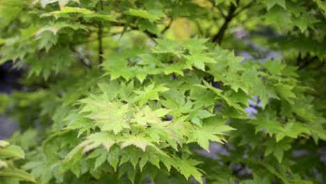 green leaves from a bush blowing in the wind