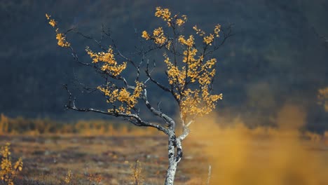 a solitary birch tree with twisted thin branches covered with bright yellow leaves