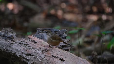 On-a-rotten-log-looking-around,-Abbott's-Babbler-Malacocincla-abbotti