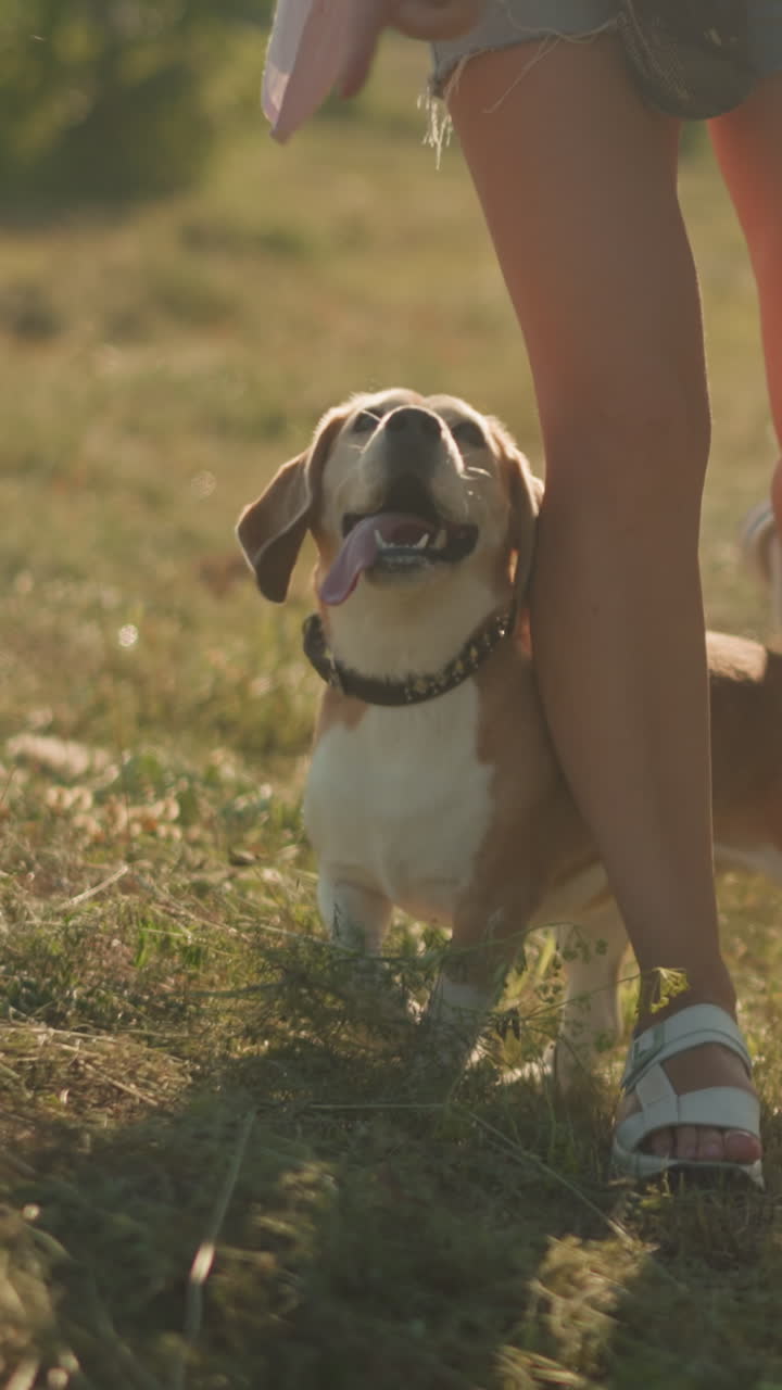 el perro realiza un truco divertido al pasar alegremente a través de las piernas del dueño durante la sesión de entrenamiento en tierras de cultivo soleadas, la mujer con camisa rosa guía al perro mientras sostiene la correa, llevando un bolso alrededor de la cintura