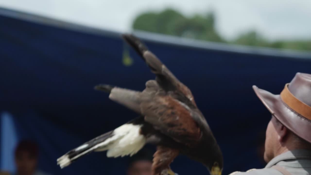 Falconer with Hawk at Outdoor Event
