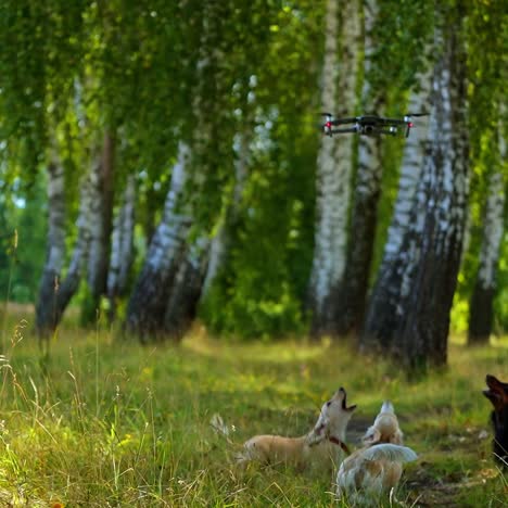 drone and dogs in nature. lovely pets jump and bark on drone. drone flying over the dogs' heads outdoors. well-groomed domestic dogs play in forest.