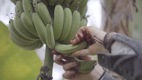 closeup detailed shot of a worker removing some fresh raw green bananas from hanging comb in production field with his own hands