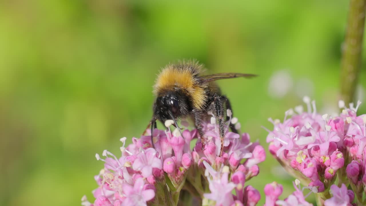 Bumblebee collects flower nectar at sunny day. Bumble bee in macro shot in slow motion.
