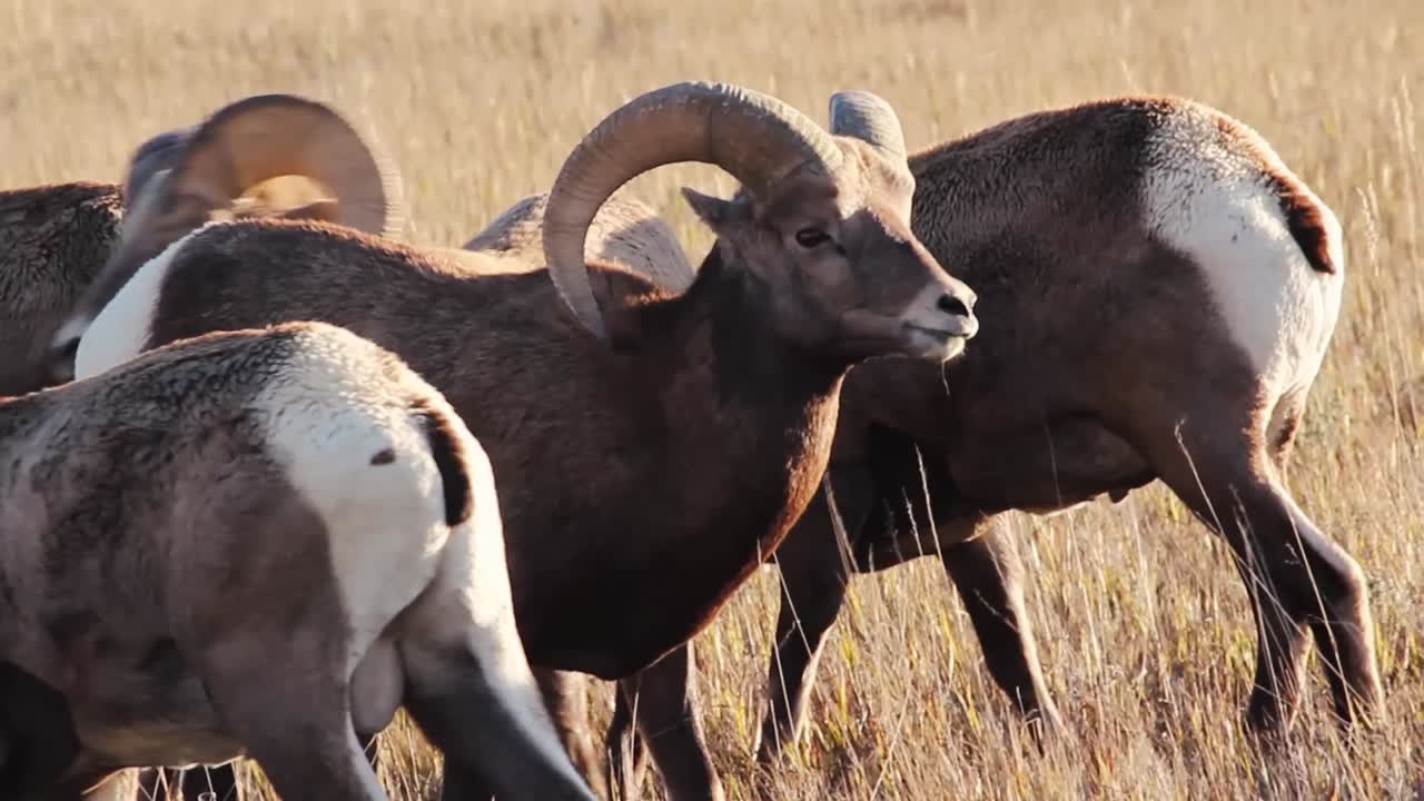 Bighorn Sheep eating tall grass in South Dakota just before sunset on a beautiful day